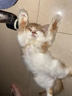 Hình ảnh Chè thái đậu đỏ