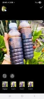 Hình ảnh Sâm lạnh hạt chia sương sáo