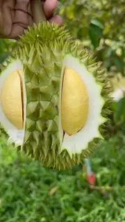 Hình ảnh Sầu riêng trái 3 ký