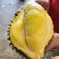 Hình ảnh Sầu thái monthong
