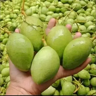 Hình ảnh Xoài non - Xoài bao tử 500g ăn kèm mắm ruốc / muối Tây Ninh