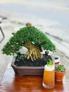 Hình ảnh trà Vải ( nguyên trái )