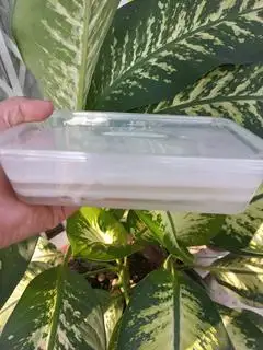 Hình ảnh Rau câu dừa