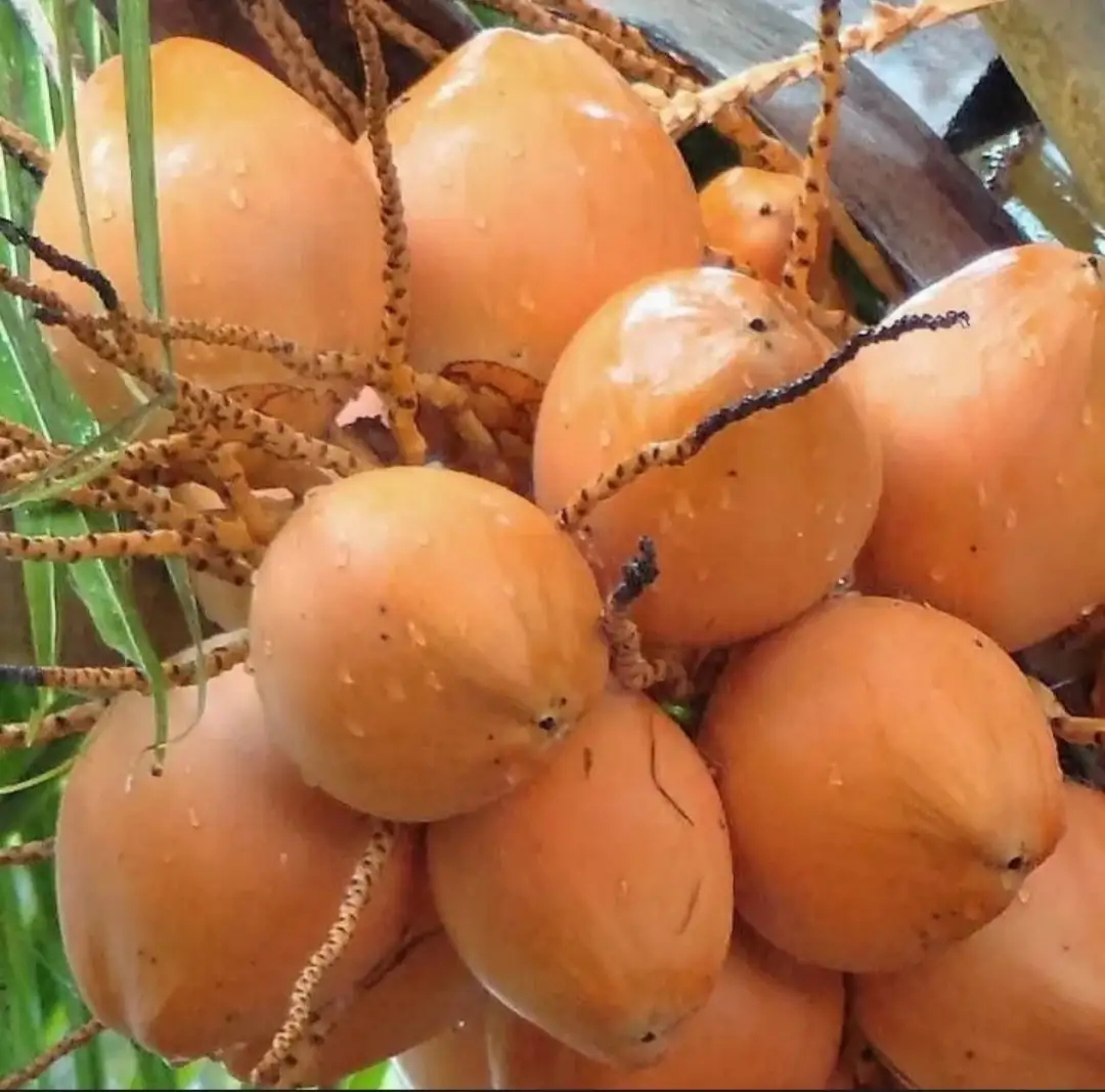 Hình ảnh Dừa xiêm  -  1 trái