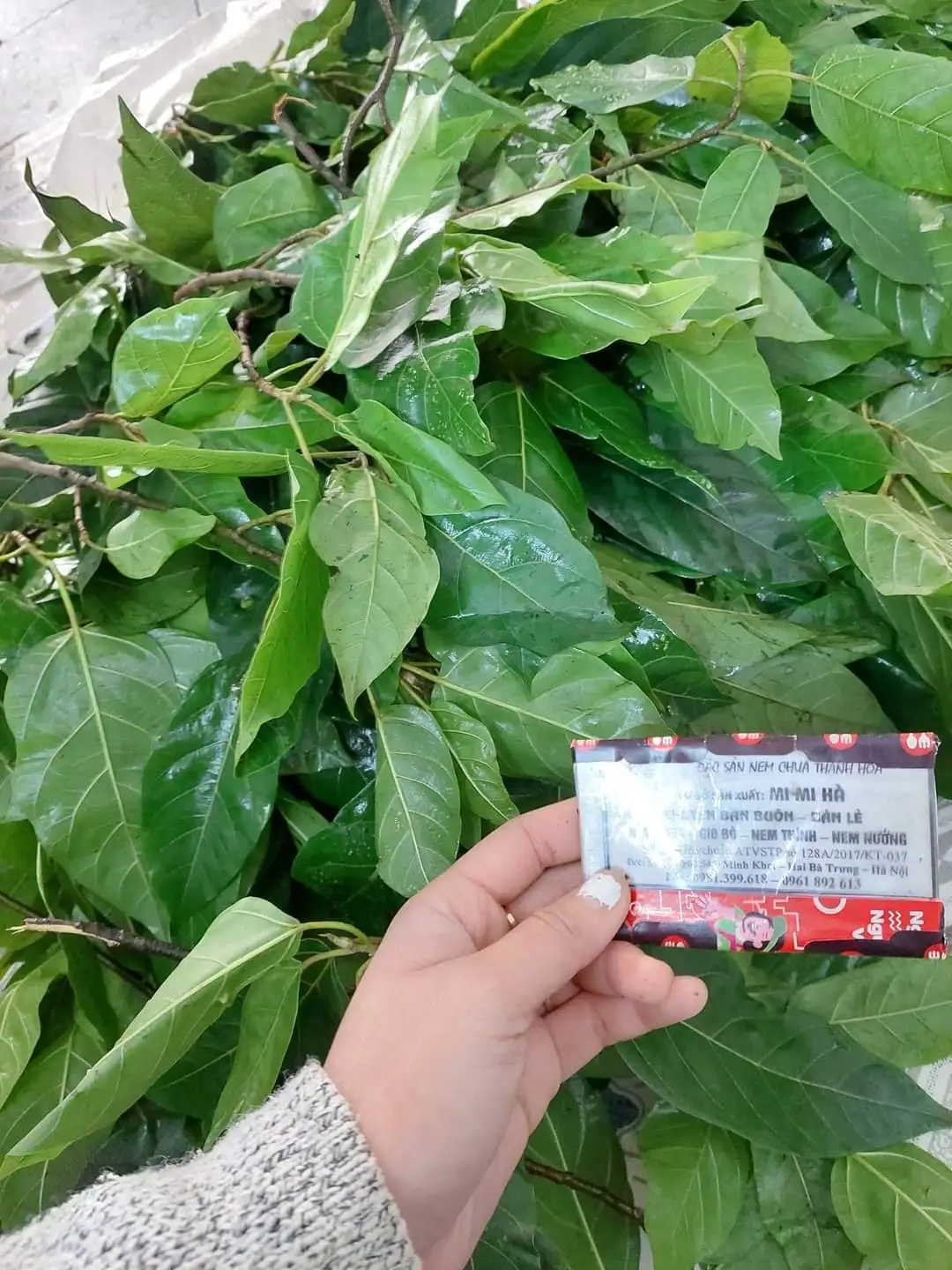Hình ảnh  lá sung tưới /1 nắm