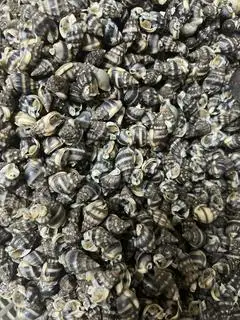 Hình ảnh Ốc Dừa Biển Xốc Muối 2