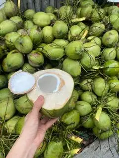 Hình ảnh Dừa Xiêm Quả