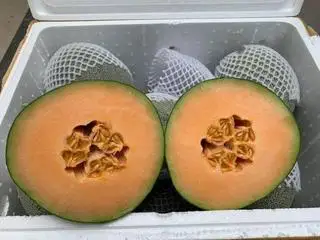 Hình ảnh ÉP DƯA LƯỚI 