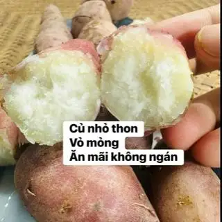 khoai  sữa trắng hấp 1/2kg - 35.000 ₫ tại Bé Trang - Khoai, Trứng Luộc & Cafe - Nguyễn Thượng Hiền