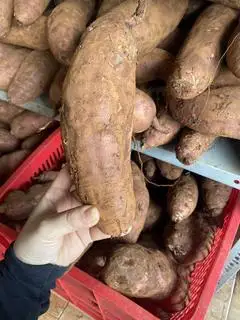 Hình ảnh Khoai lang mật SỐNG 2ký