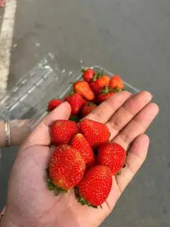 Hình ảnh 500gr dâu monte giống Mỹ 