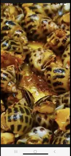 Hình ảnh ốc hương rang me