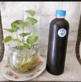 Hình ảnh Nước Mát Tảo Biển