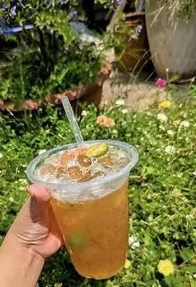 Hình ảnh Trà trắc xí muội 