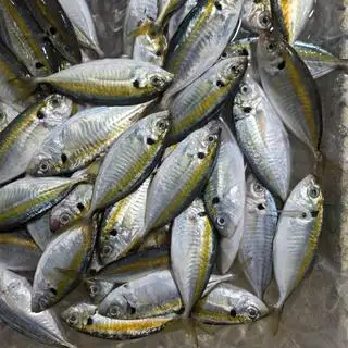 Hình ảnh cá chỉ vàng lớn nướng mọi 