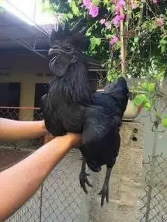 Hình ảnh Gà đen Tủa chùa - tươi sống