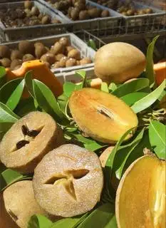 Hình ảnh Hồng Xiêm Sapo
