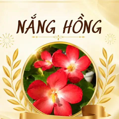 Nắng Hồng - Matcha, Sữa Chua & Cà Phê - Minh Phụng - Cà Phê/Trà gần bạn
