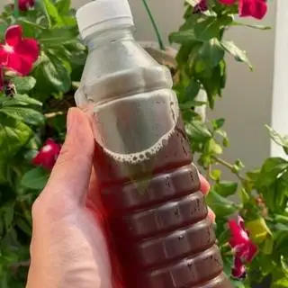 Hình ảnh Sâm rong biển