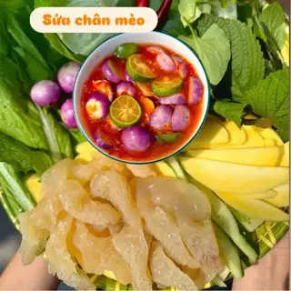 Hình ảnh Sứa chân mèo