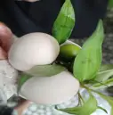 Hột gà vữa luộc sản - 9.000 ₫ tại Bánh Tráng Trộn Ăn Vặt Cô Bông - Huỳnh Tấn Phát