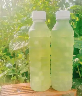 Nha đam đường phèn hạt chia - 7.000 ₫ tại Chisu Foods - Sâm & Nha Đam - Đường 30