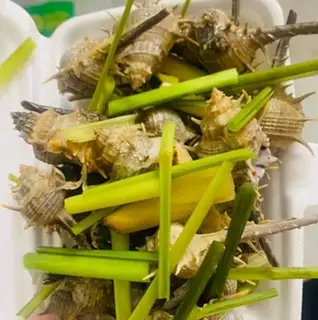 Hình ảnh Ốc gai