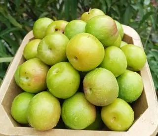 Hình ảnh Mận Cơm Xanh  (hộp 350gr)