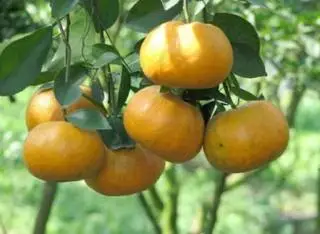 Hình ảnh Quýt thái hộp 350gr