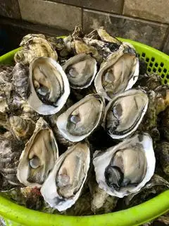 Hình ảnh Hàu gỏi