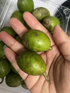 Hình ảnh Cóc non