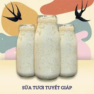 Hình ảnh Yến chưng sữa tươi tuyết giáp bạch quả 