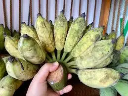 Hình ảnh chuối xiêm đen. bán nảy