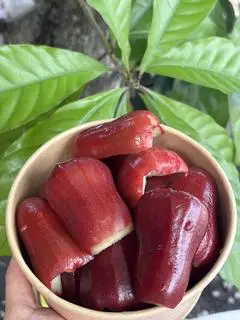 Hình ảnh Mận cắt sẵn 600g ( kèm muối tôm)