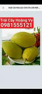 Hình ảnh Xoài Cát Hòa Lộc Chín Ngọt Lịm-Thơm Ngon 