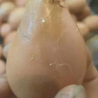 Hình ảnh  Hột Gà nướng