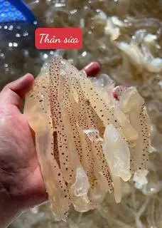 Hình ảnh Thân sứa