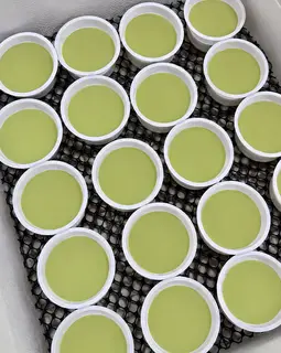 Hình ảnh Sữa chua trà Thái xanh - 10 hộp