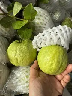Hình ảnh Ổi NỮ HOÀNG 