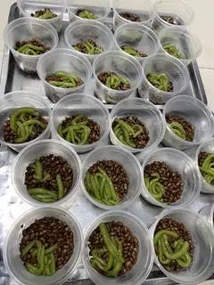 Hình ảnh chè đậu đỏ