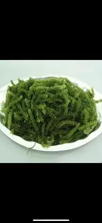 Hình ảnh Rong Nho Tươi 