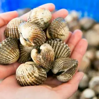 Hình ảnh Sò Huyết - Nướng 
