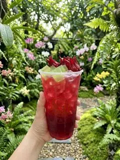 Hình ảnh Trà atiso