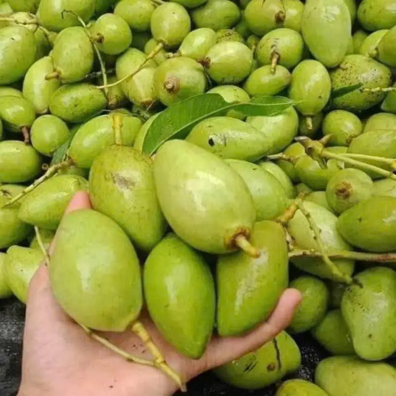 Hình ảnh Xoài non còn vỏ ( 500gr kèm muối )