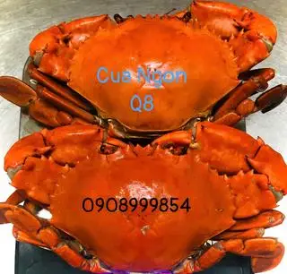 Hình ảnh 2 CUA THỊT SIZE LỚN HẤP