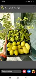 Hình ảnh Cà Na Đập Cóc Xoài _300gr_63k