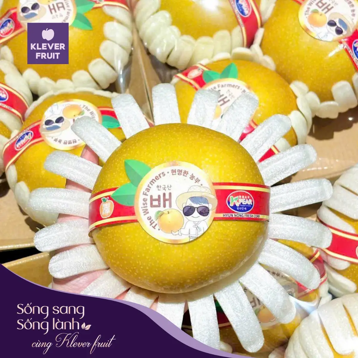 Hình ảnh   Lê Singo Hàn Quốc - 01 quả ~0,65kg - Korean Pear - Klever Fruit  