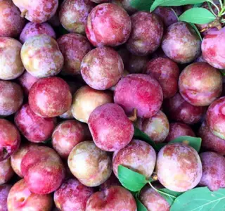 Hình ảnh Mận Hà Nội - 500g 