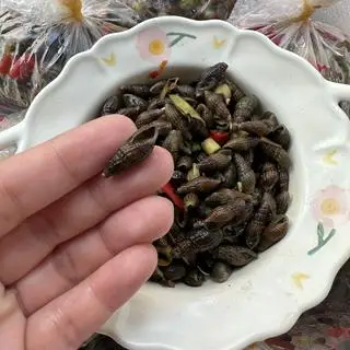 Hình ảnh Ốc quoắn