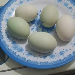 Hình ảnh hột vịt dữa